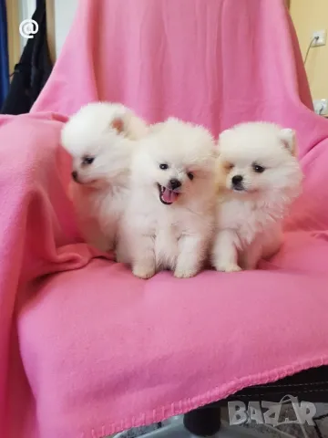 Померан померанчета Гр. София, снимка 1