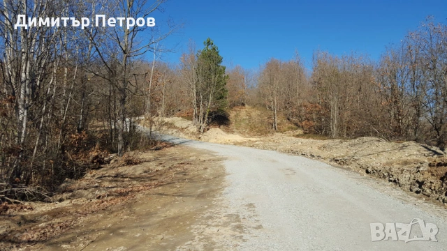 Широколистна гора 