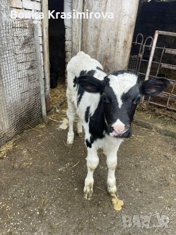 4 женски 1 мъжко , снимка 9 - Крави - 53291857