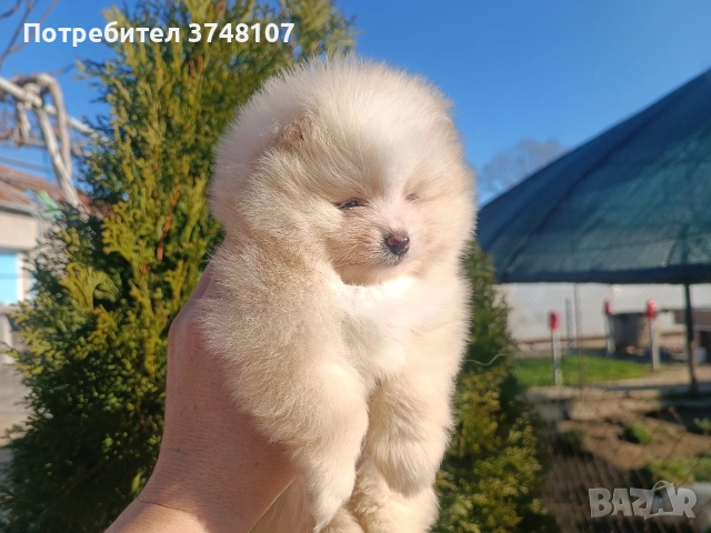 Померан/Померани, снимка 7 - Померан - 52920016