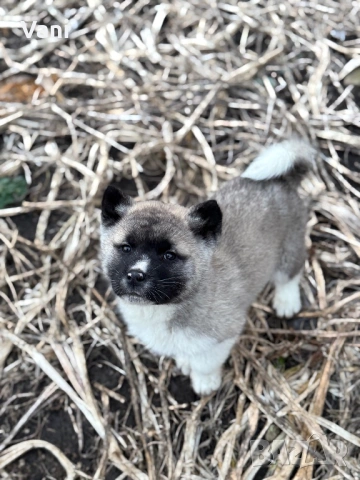 Америкаска акита , снимка 10 - Акита - 53493494