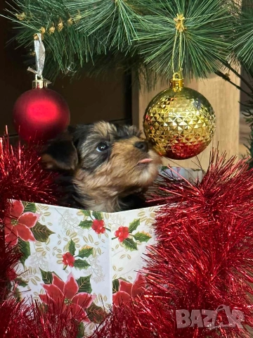 Мини йоркширски териер , снимка 3 - Йоркширски териер - 52687703