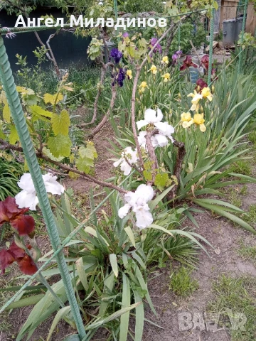 Перуника,ирис, снимка 14 - Градински цветя и растения - 24767505