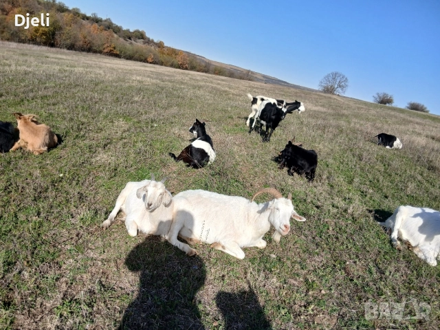 продавам кози и ярета, снимка 8 - Кози - 51835332