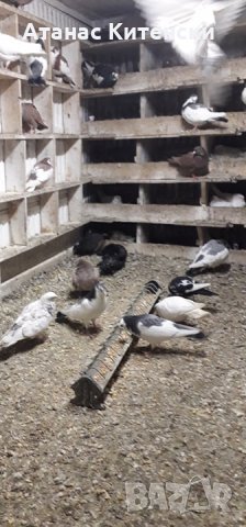 ПАЗАРДЖИШКИ ВИСОКО ЛЕТЦИ ЗА ДЪЛГОТРАЕН ВИСОК ПОЛЕТ, снимка 4 - Гълъби - 27987390