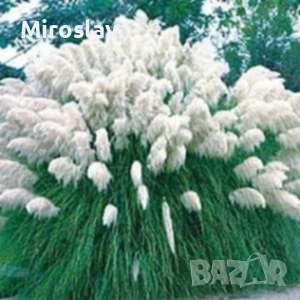 Кортадерия -Пампаска трева, снимка 2 - Градински цветя и растения - 50616332