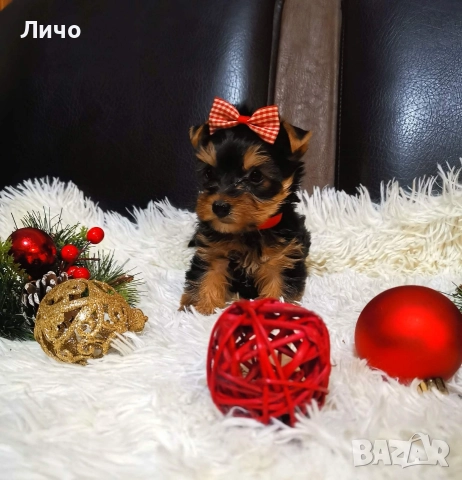 продавам мини йорки , снимка 2 - Йоркширски териер - 52910730