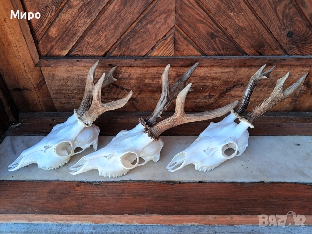 Трофей от сръндаци.Рога.3бр, снимка 3 - Други - 52920468
