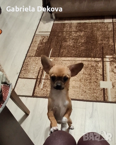 Куче чихуахуа женско