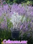 Лавандула в саксии-сортове, снимка 3