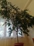Голям фикус БЕНДЖАМИН, снимка 2