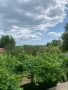 Продавам къща в село Дъбравино, Варненско, с просторен двор – 3 декара, снимка 15