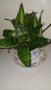 ЦВЕТЕ САНСЕВИЕРА  в ПОРЦЕЛАН, снимка 3