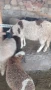 Продавам агнета и овце, снимка 2