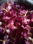 Сладко от иглика "Primula"