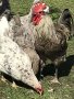 Шведски Исбар, три цвята, яйца и пилета, снимка 2