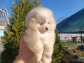 Померан/Померани, снимка 7