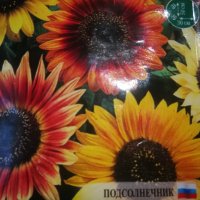 Разсад декоративен слънчоглед, снимка 1 - Градински цветя и растения - 40729002