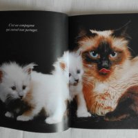Котешки луксозни албуми, снимка 4 - Други - 26550144