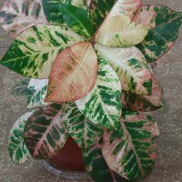  Кротони с красиво обагрени листа, снимка 6 - Стайни растения - 20844994