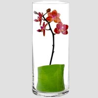 Големи стъклени вази цилиндър/30см/ за модерна декорация и красиви аранжировки, снимка 3 - Вази - 43725784