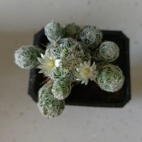 Кактус (Mammillaria Gracilis Fragilis)  , снимка 1 - Стайни растения - 35252113