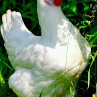 Бяло Брезе-оплодени яйца,_много добра носачка 250 _280 яйца до 70 грама с уникално вкусно месо , снимка 9 - Кокошки и пуйки - 24127501