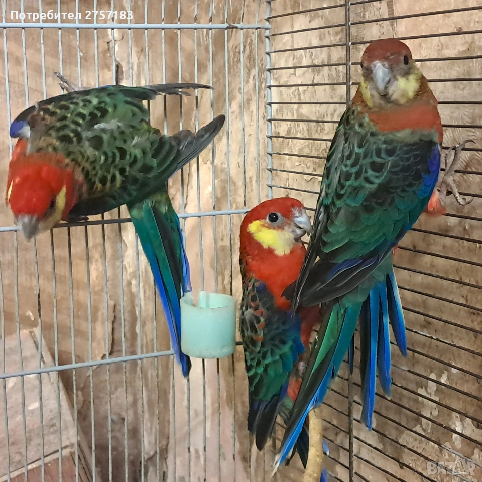 продавам жълтобуза розела , снимка 1