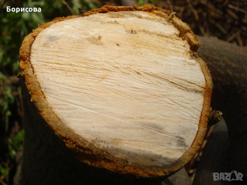 Подарявам дървен материал - и орехови фиданки в Княжево, снимка 1