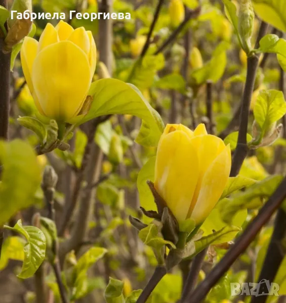 Магнолия жълта , снимка 1