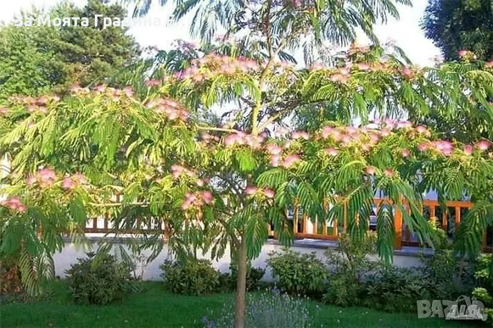 Албиция, снимка 1