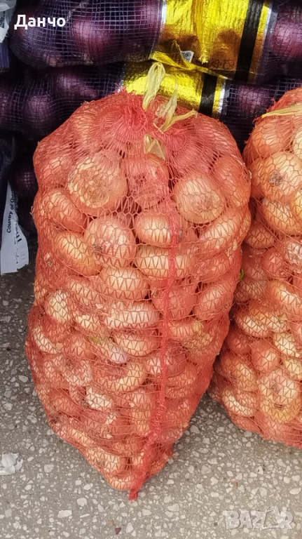 Продавам разсад-ягоди малини лозе алое Вера маруля стари сортовете семена картофи и де, снимка 1