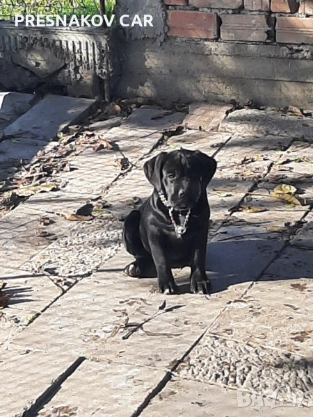 Женско Кане корсо , снимка 1