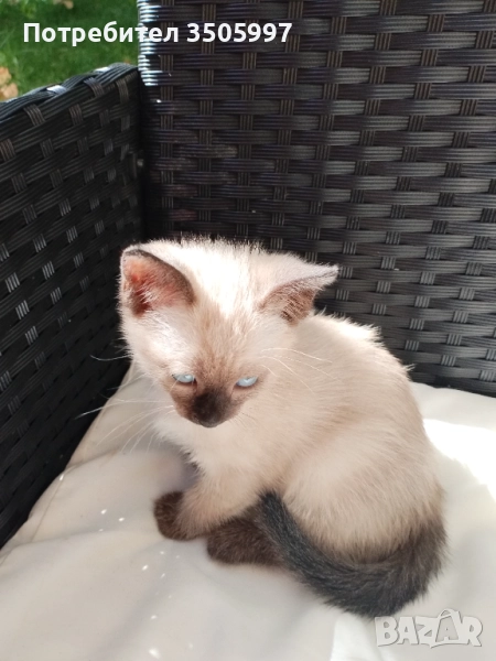 Продавам котенце сиамче, снимка 1