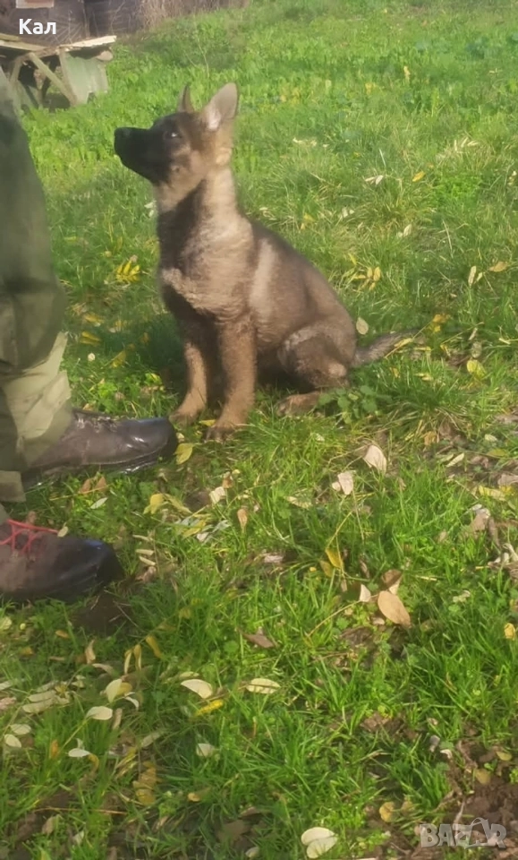 Немска овчарка,сивак, снимка 1