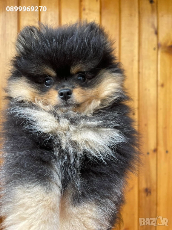 ПРОДАВАМ ПОМЕРАНЧЕТА, снимка 1