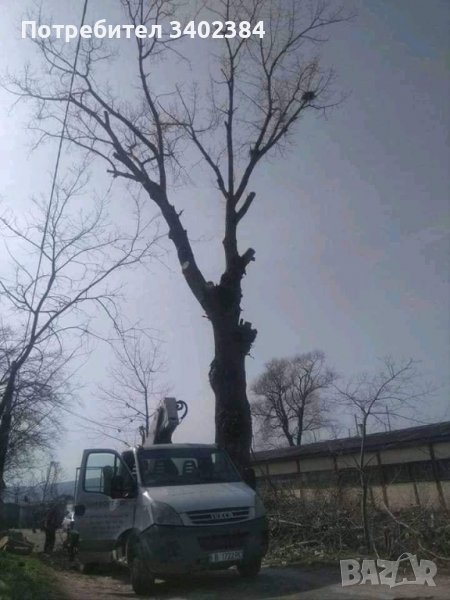 Рязане на високи и опасни дървета и почистване на дворове от треви и храсти., снимка 1