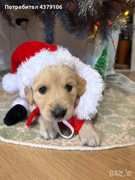 Голдън ретривър момченце родословна майка, снимка 1