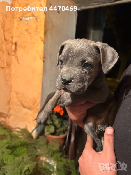 Женско Кане Корсо, снимка 1