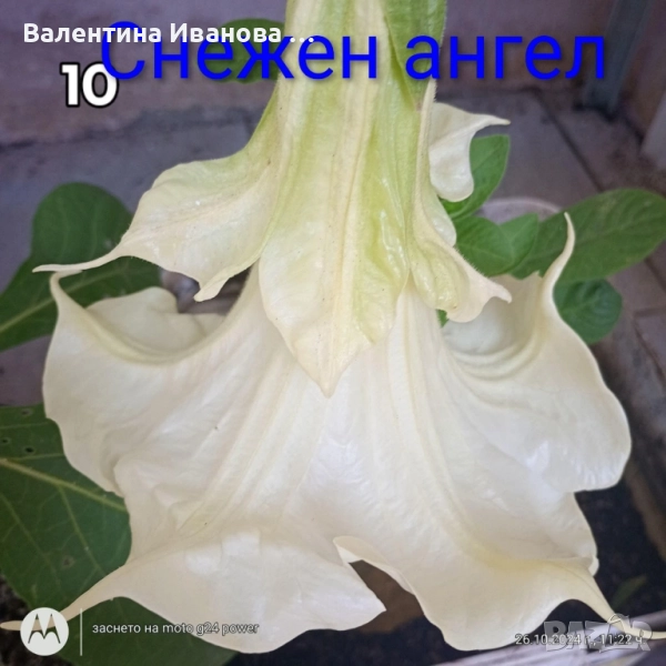 комплект 4бр ангелски тромпет , снимка 1