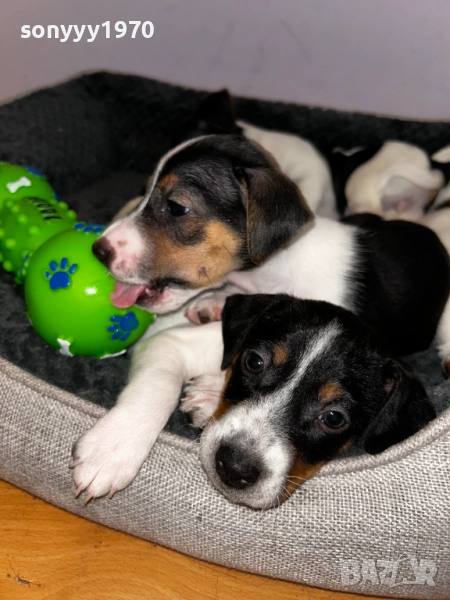 АЗ СЪМ ДЖАК РЪСЕЛ И ТЪРСЯ СВОЯ НОВ ДОМ 0610251640, снимка 1