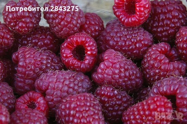 продавам расад ягоди и малини, снимка 1 - Разсади - 32538585