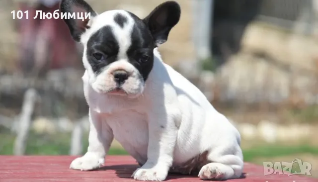 Френски булдог с родословие, снимка 6 - Френски булдог - 47462686