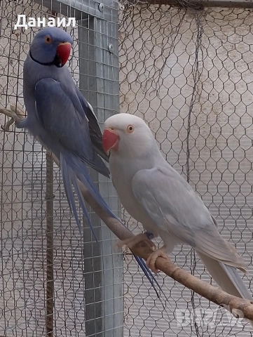 Малък Александър -чифт, снимка 2 - Папагали - 53559918