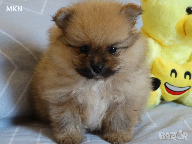 Померан, снимка 3 - Померан - 51940550