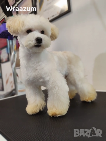 Малтипу (болонка+ТОЙ пудел), снимка 7 - Други - 52864698