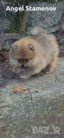 Померан,минимомченце с родословие!, снимка 10 - Померан - 53208731