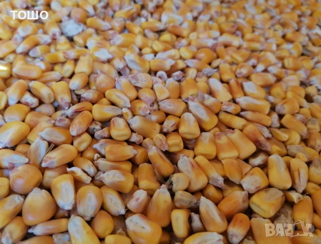 царевица, бали пшеничена и овесена слама, люцерна. трева, сено. , снимка 2 - Коне - 53581872