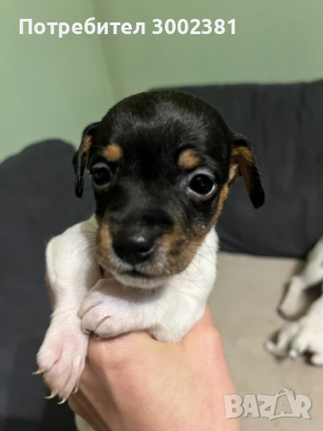 Джак Ръсел териер, снимка 2 - Джак ръсел териер - 52887126