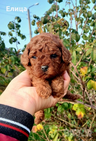 Пудел той , снимка 3 - Пудели - 51937148